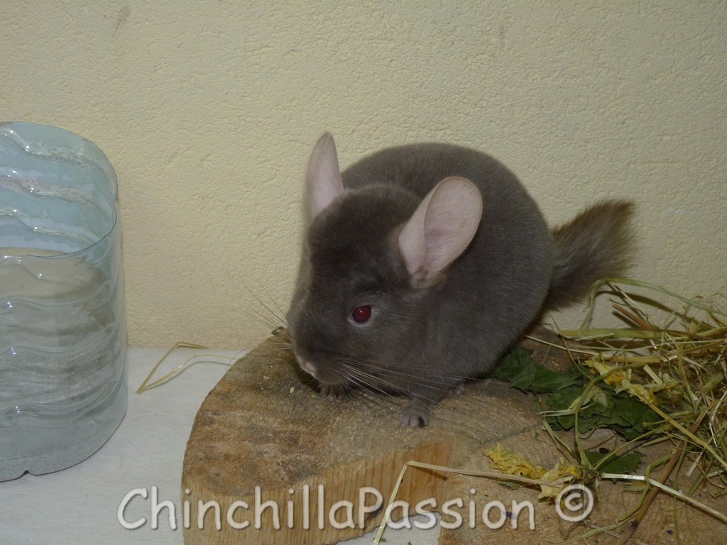 Chinchilla Pastel Foncé, chinchilla Chocolat, chinchilla extra dark Tan