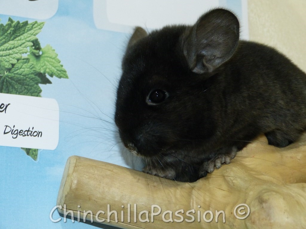 Chinchilla Ebony extra dark