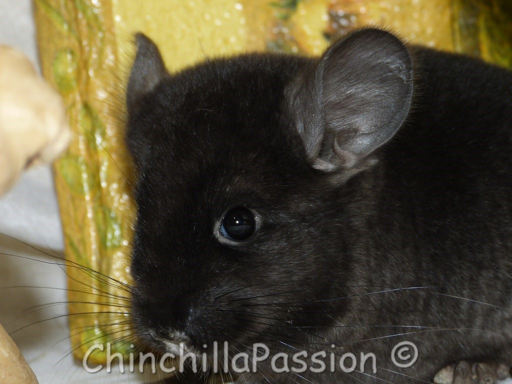 Chinchilla ebony extra dark