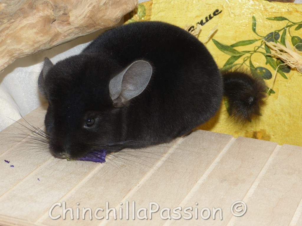 Chinchilla ebony très foncé