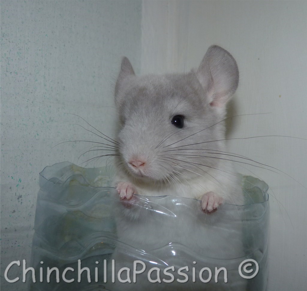 Chinchilla Wilson-Violet