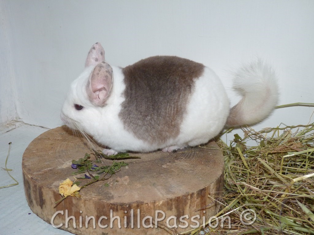 Chinchilla Starlite Ebony spoté