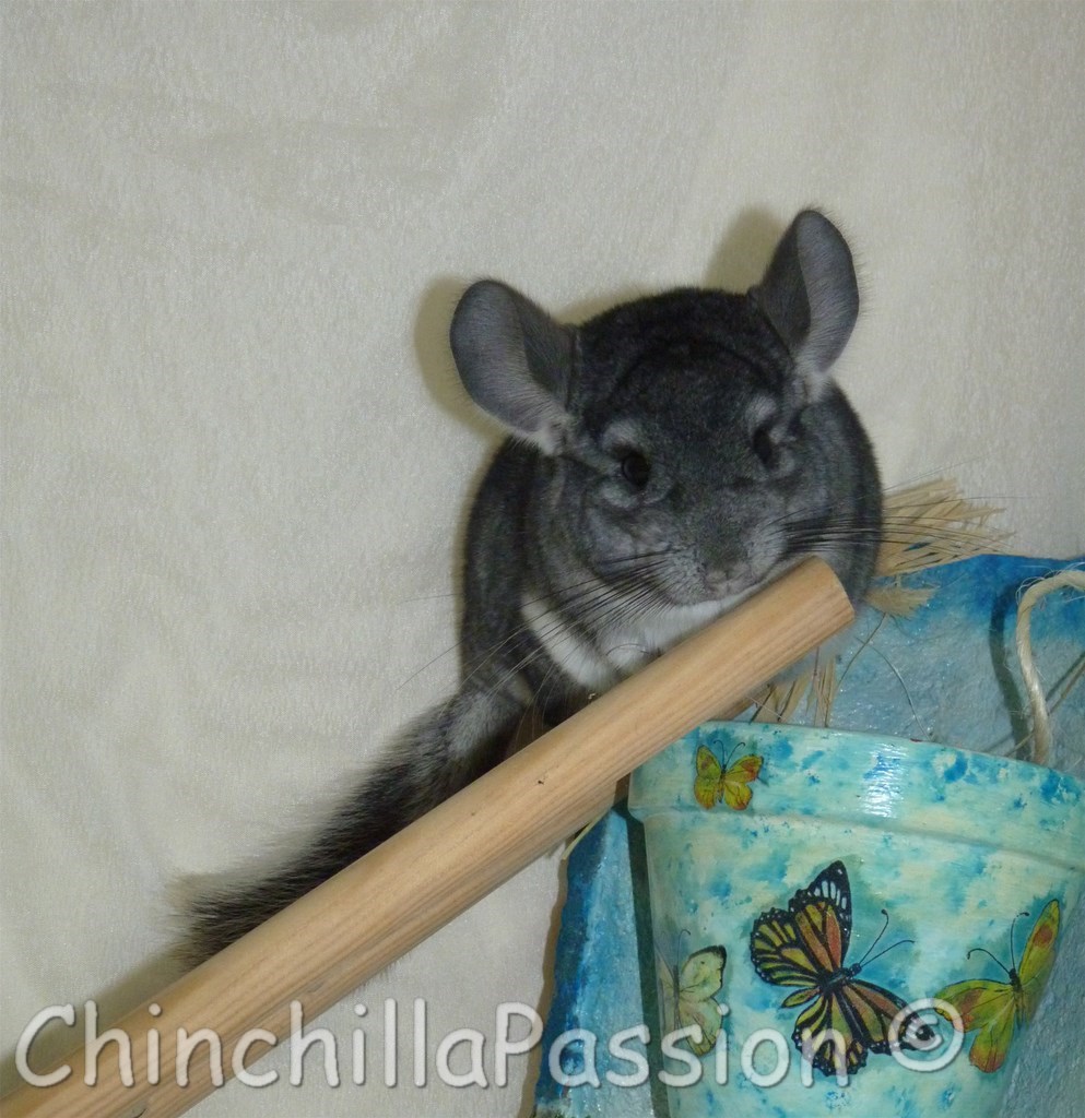 Chinchilla standard