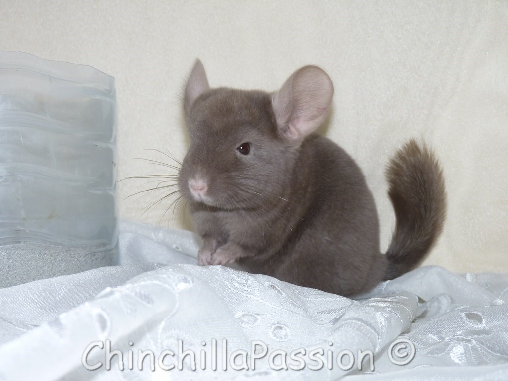 Chinchilla Chocolat, chinchilla Extra Dark Tan