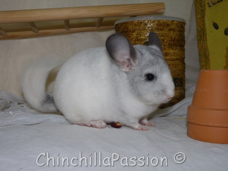 Chinchilla Wilson Mosaïque