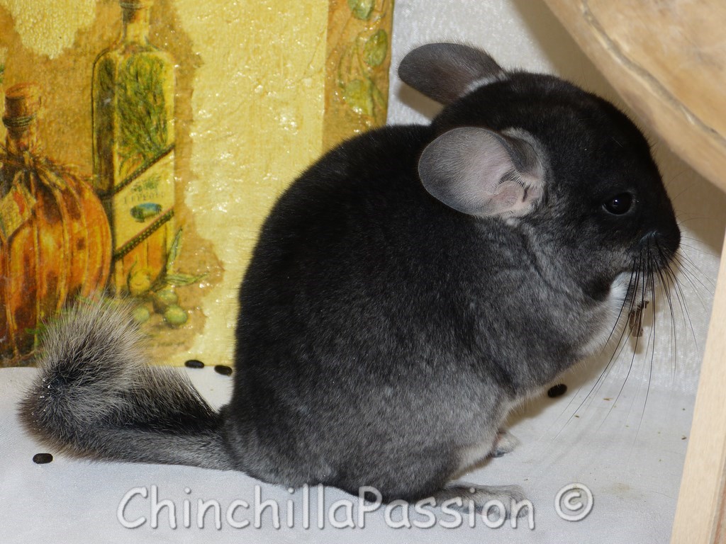 Chinchilla Black Velvet