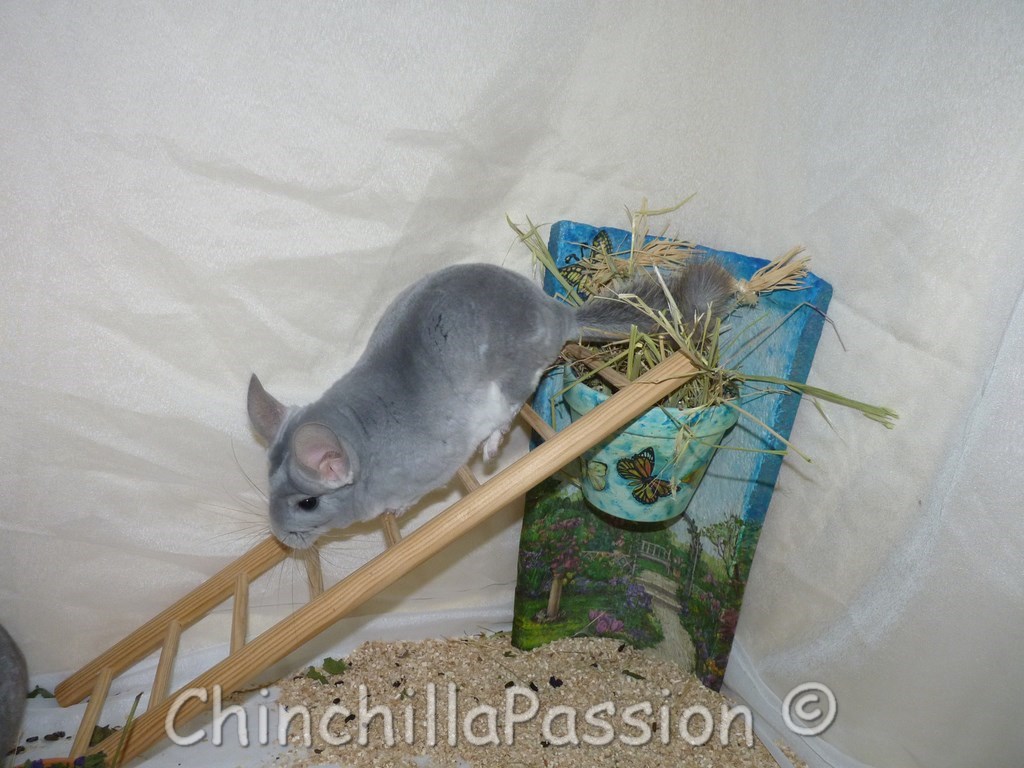 Chinchilla Diamant Bleu