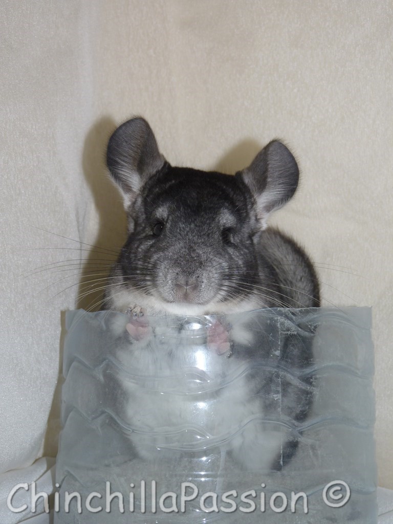 Chinchilla standard