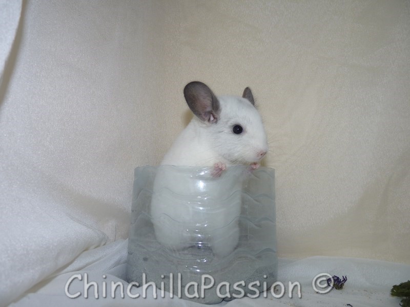 Chinchilla Blanc Wilson