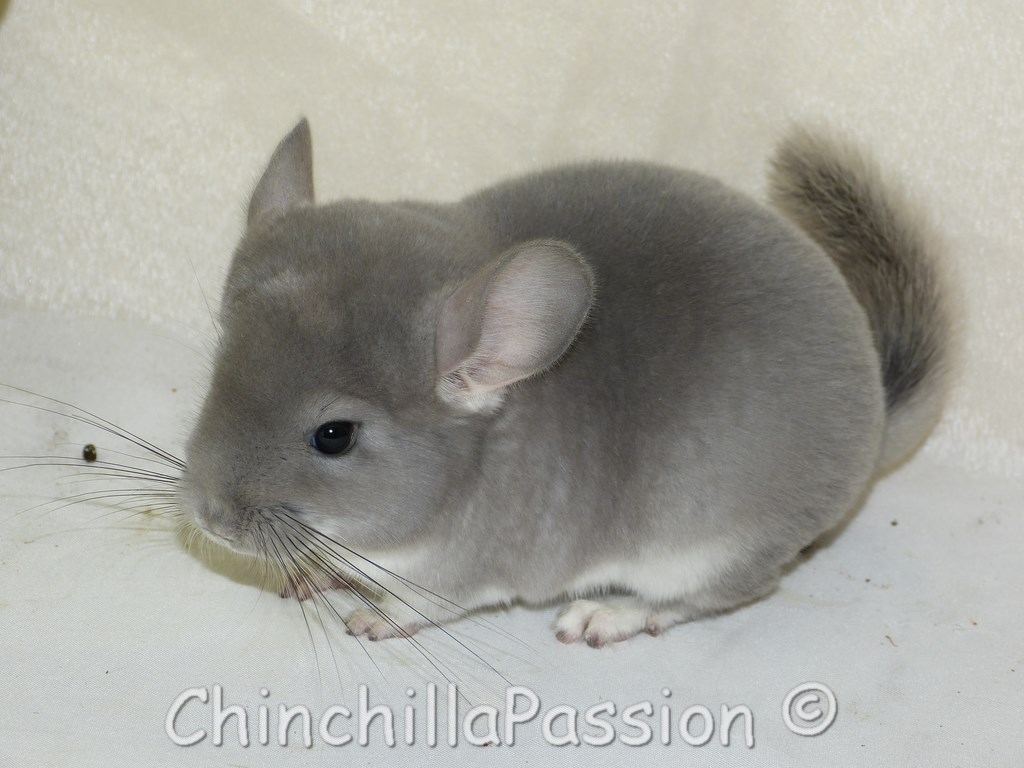 Chinchillas Violet