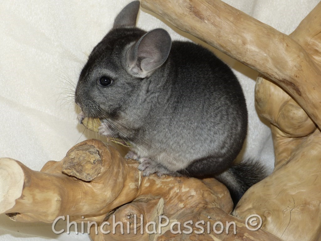 Chinchilla Ebony Clair