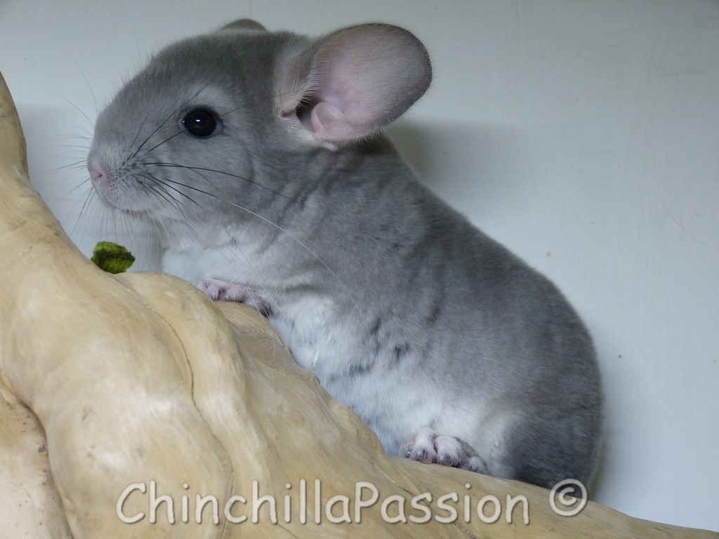 Chinchillas Violet