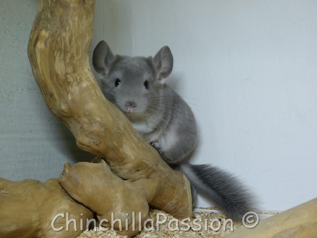 Chinchillas Violet