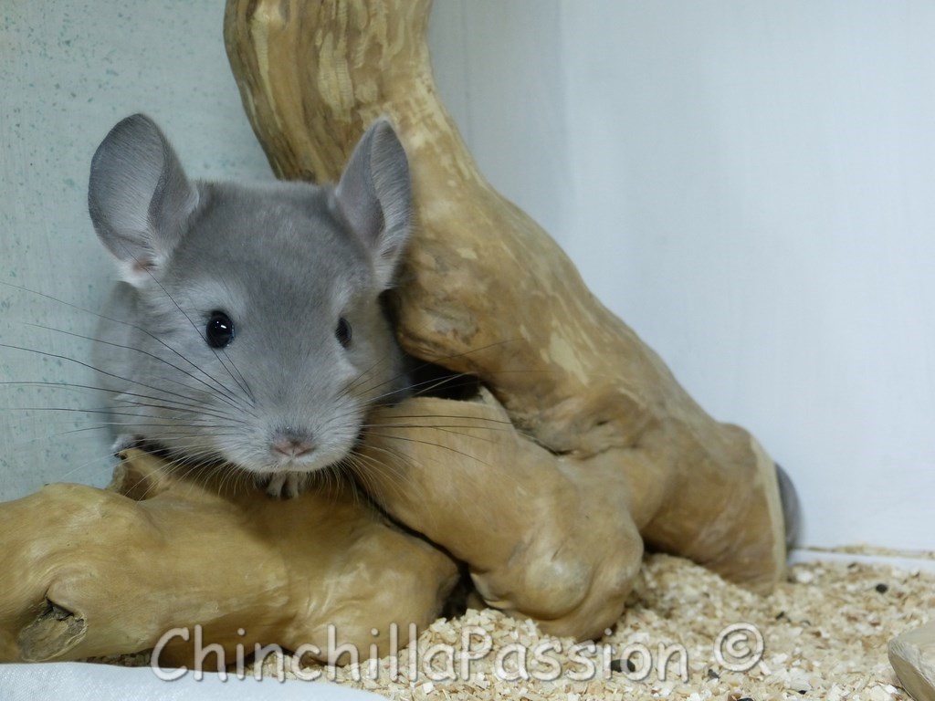 Chinchillas Violet