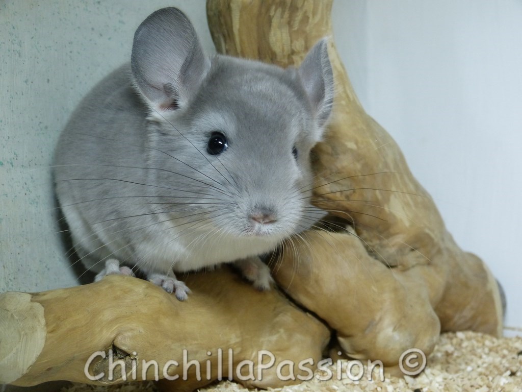 Chinchillas Violet