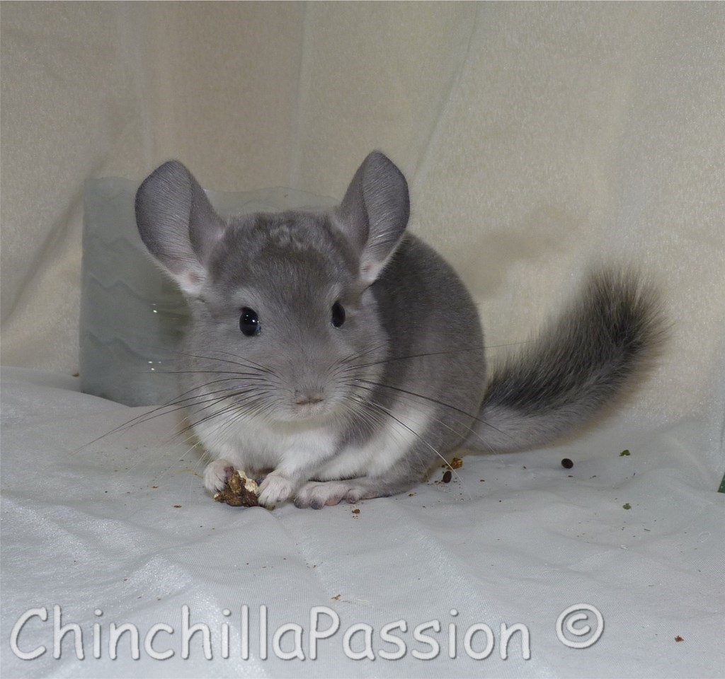 Chinchillas Violet