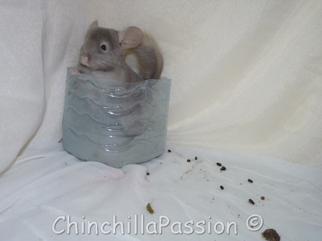 Chinchilla Pastel