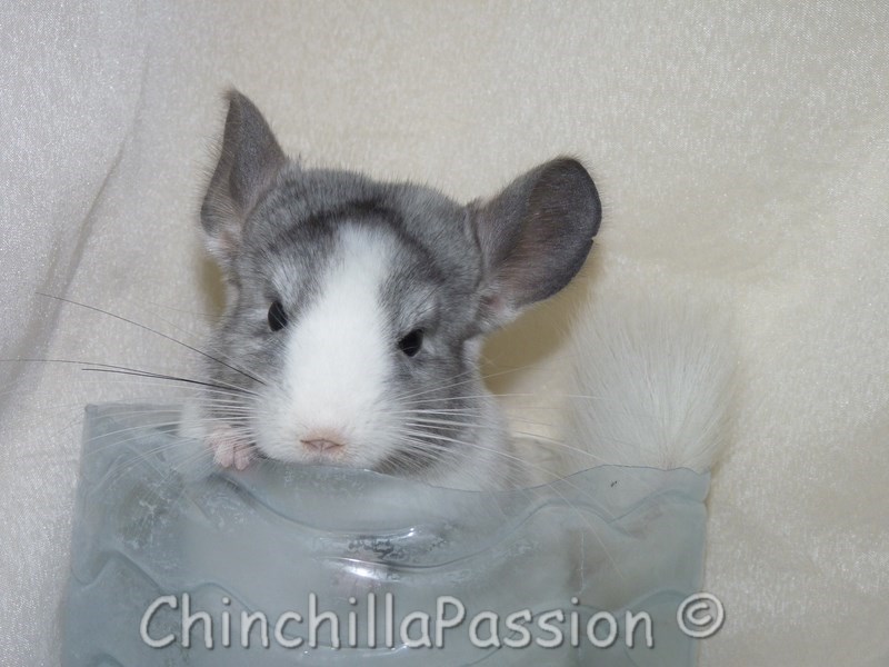 Chinchilla Wilson Ebony