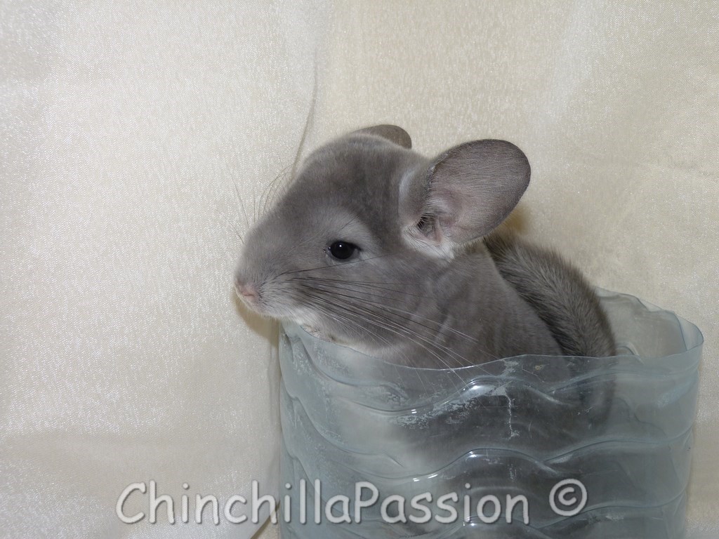 Chinchillas Violet