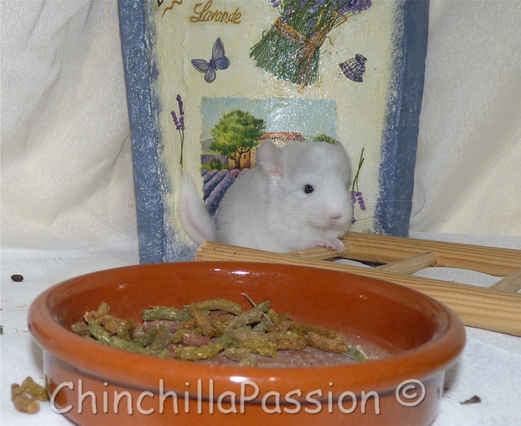 Chinchilla Wilson-Violet