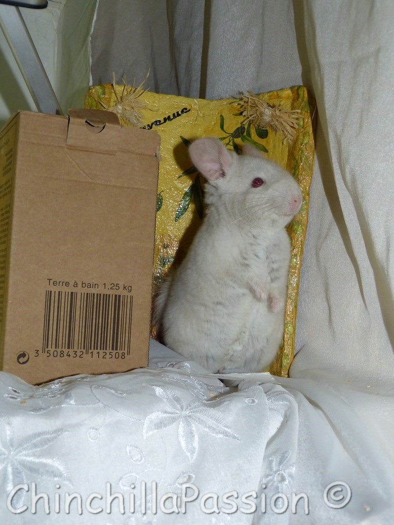 Chinchilla Blond