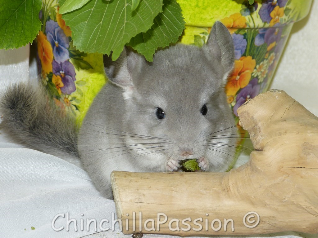 Chinchillas Violet