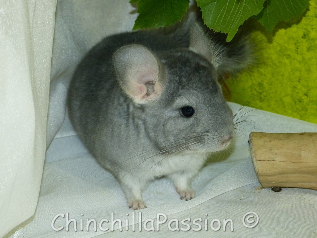 Chinchilla Saphir