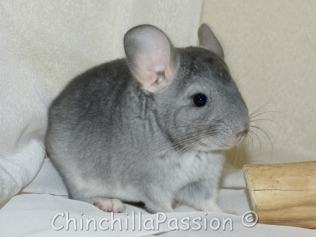 Chinchilla Saphir