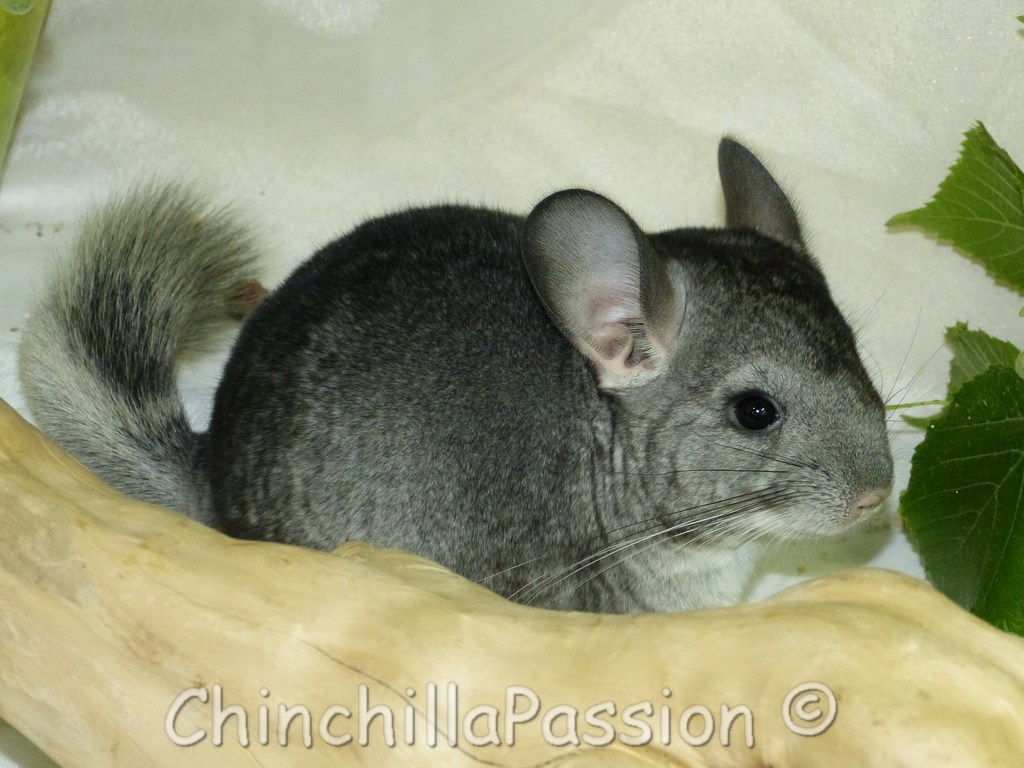 Chinchilla standard