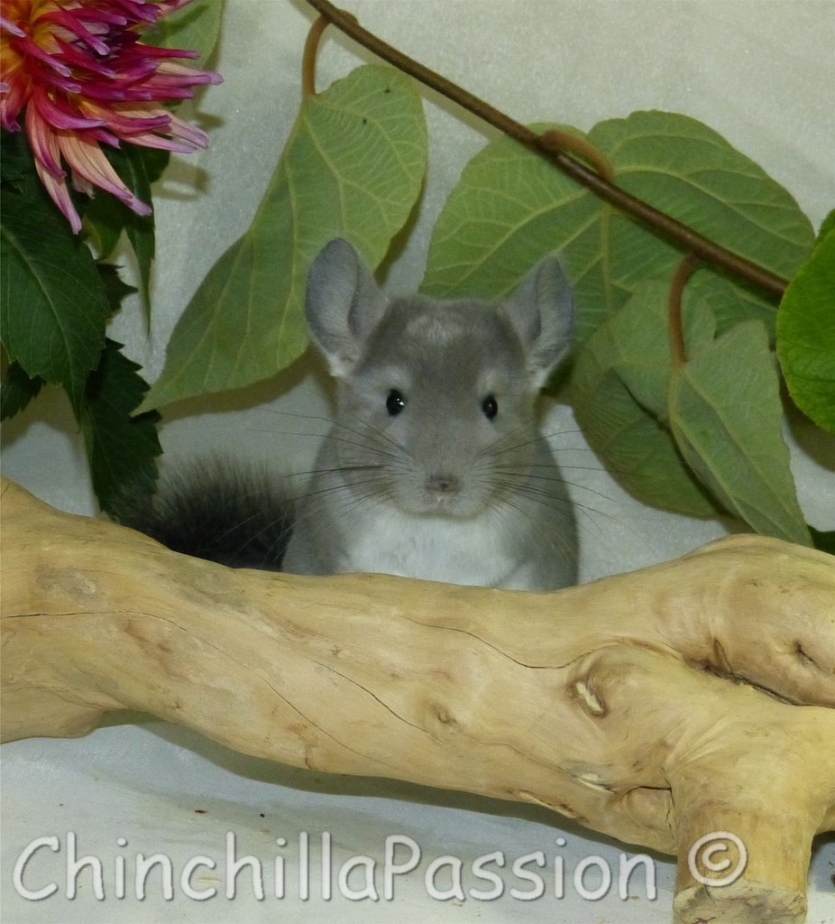 Chinchillas Violet