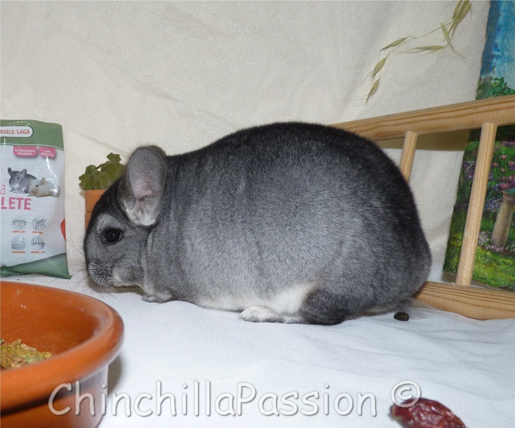 Chinchilla standard