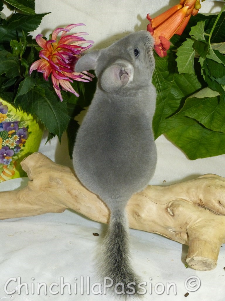 Chinchillas Violet