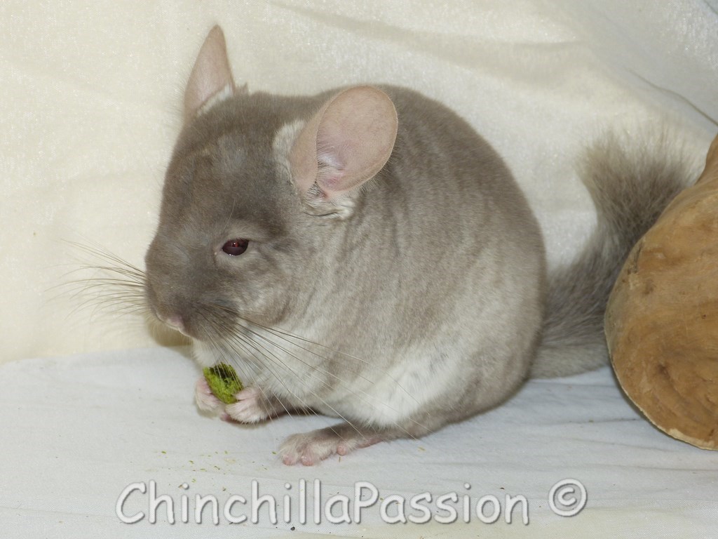 Chinchilla Beige Velvet, chinchilla Brown Velvet