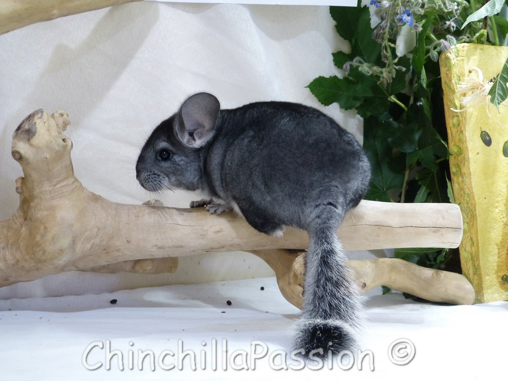 Chinchilla standard