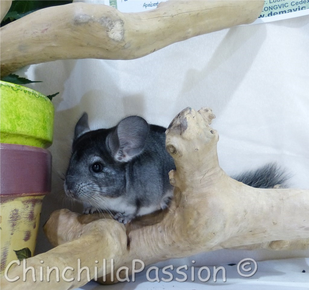 Chinchilla standard