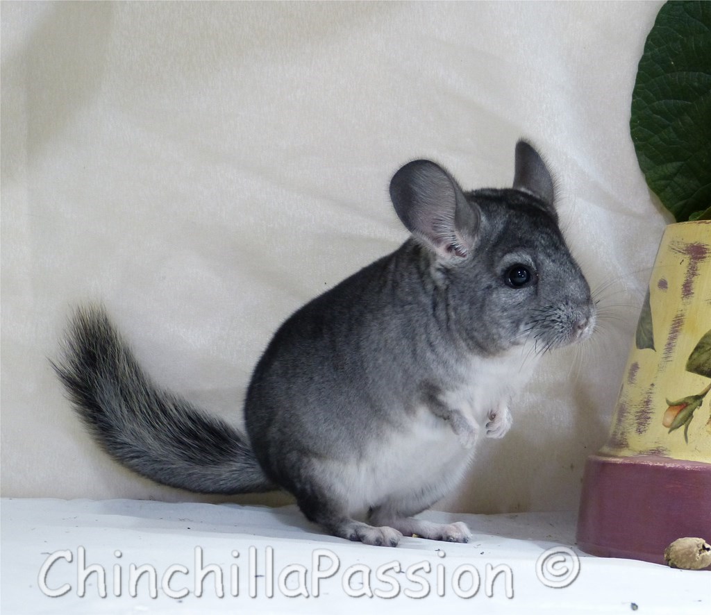 Chinchilla standard