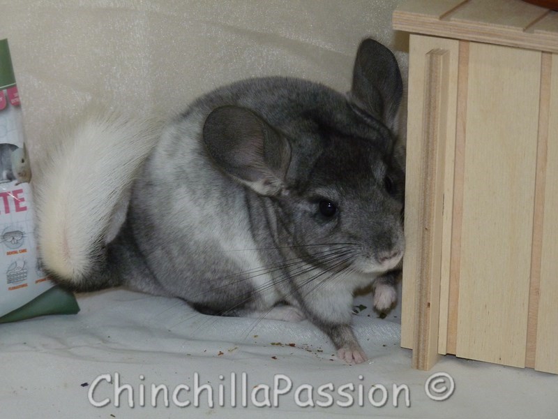 Chinchilla Wilson Ebony