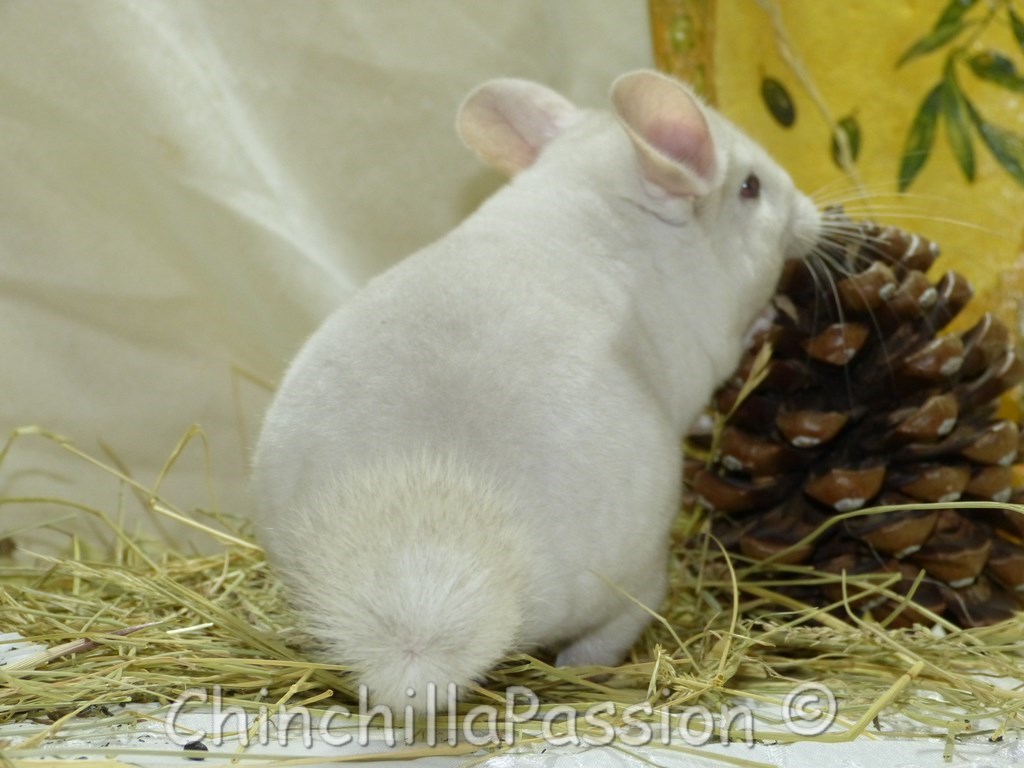 Chinchilla Blond