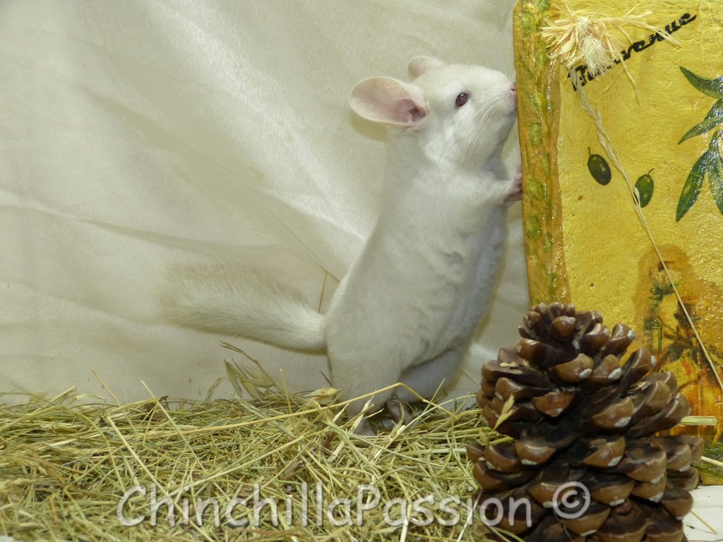 Chinchilla Blond