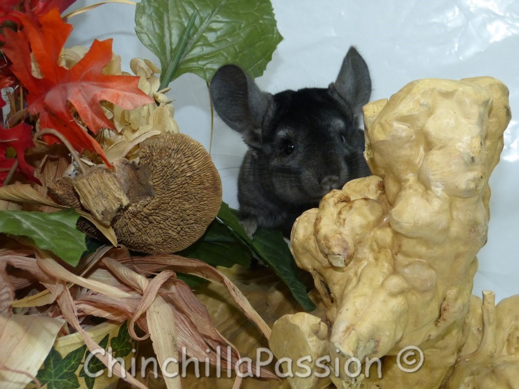 Chinchilla Ebony Moyen Foncé