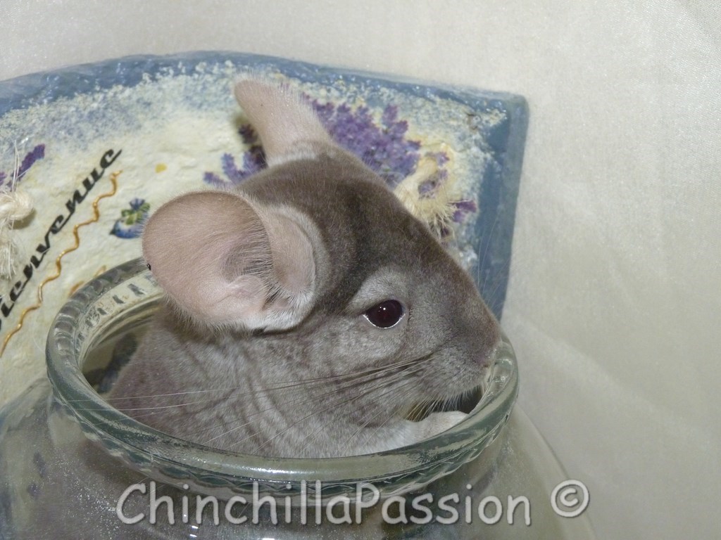 Chinchilla Beige Tower