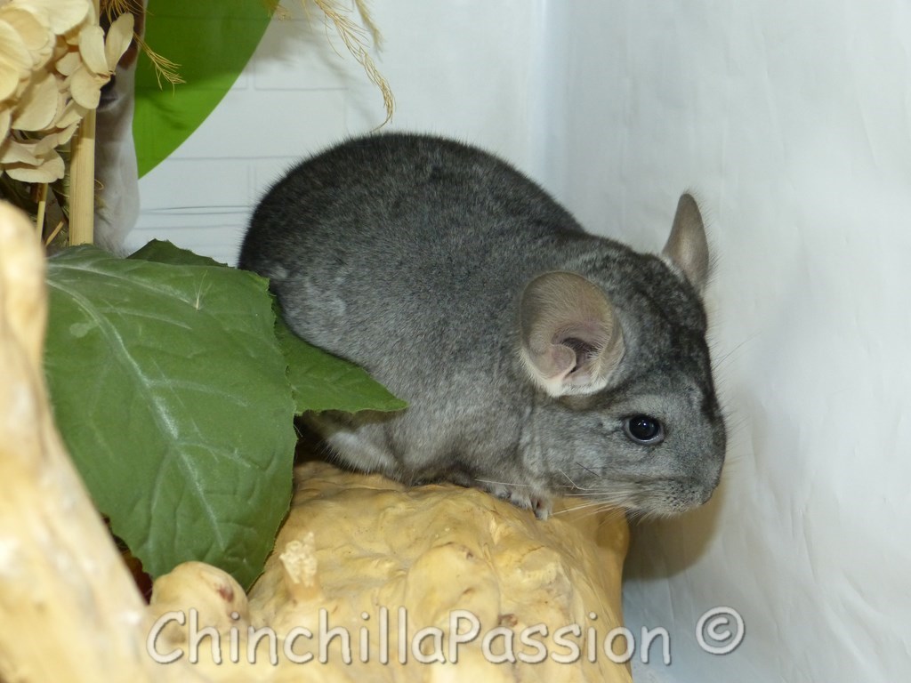 Chinchilla standard