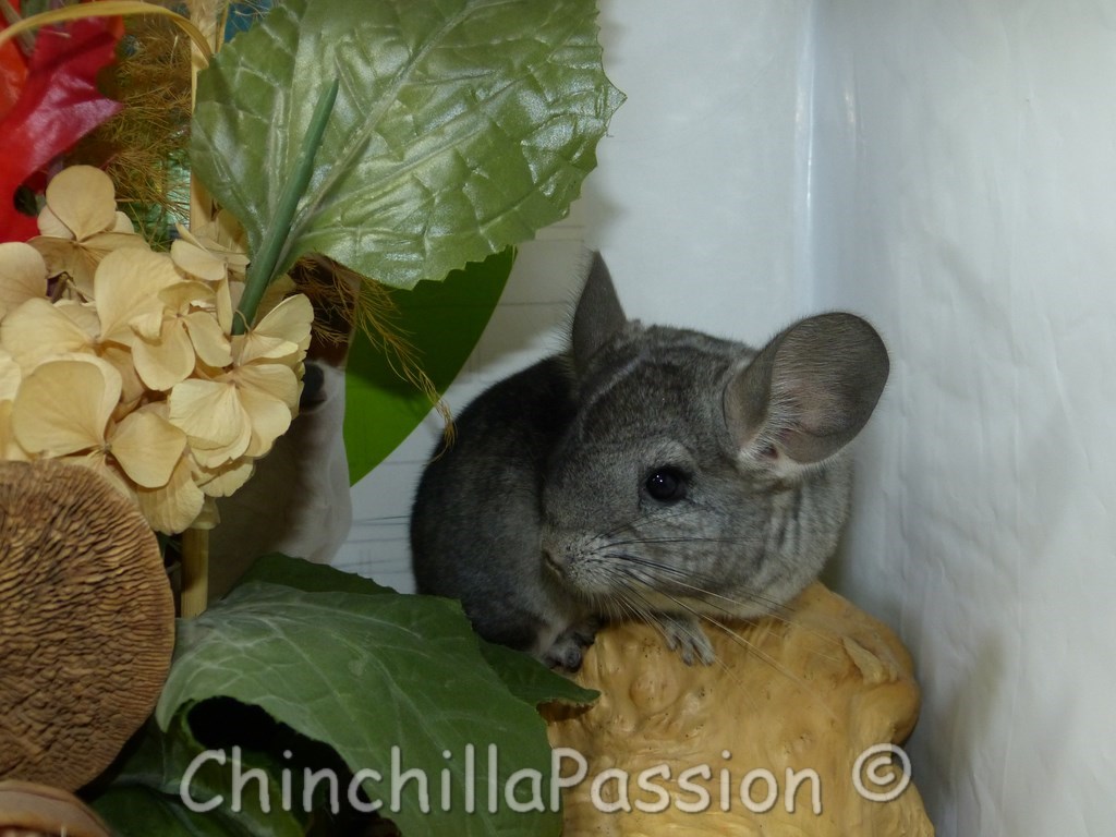 Chinchilla Ebony Clair