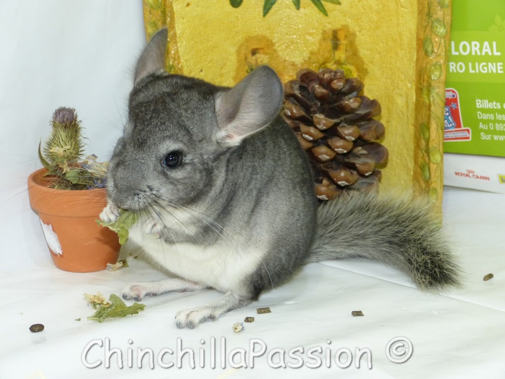 Chinchilla standard