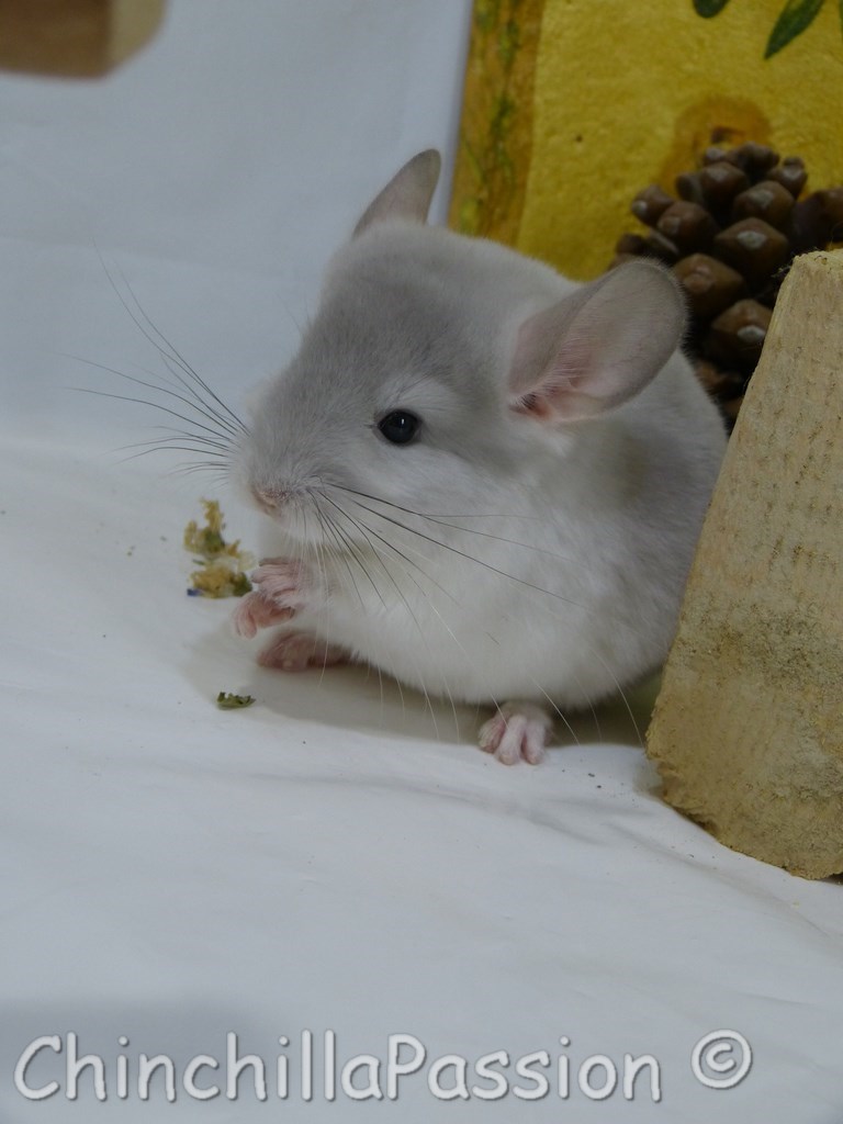 Chinchilla Wilson-Violet