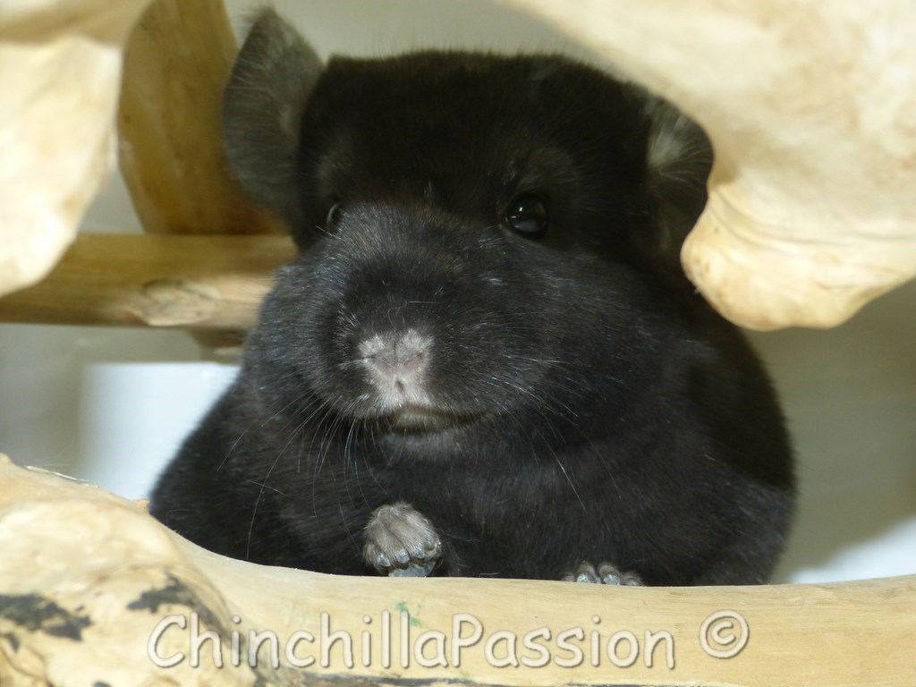 Chinchilla Ebony très foncé