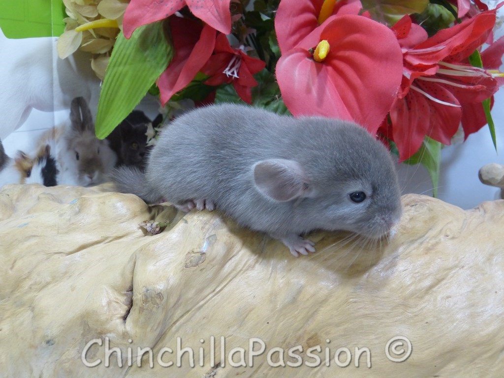 Jeune Chinchilla Chocolat, chinchilla Tan