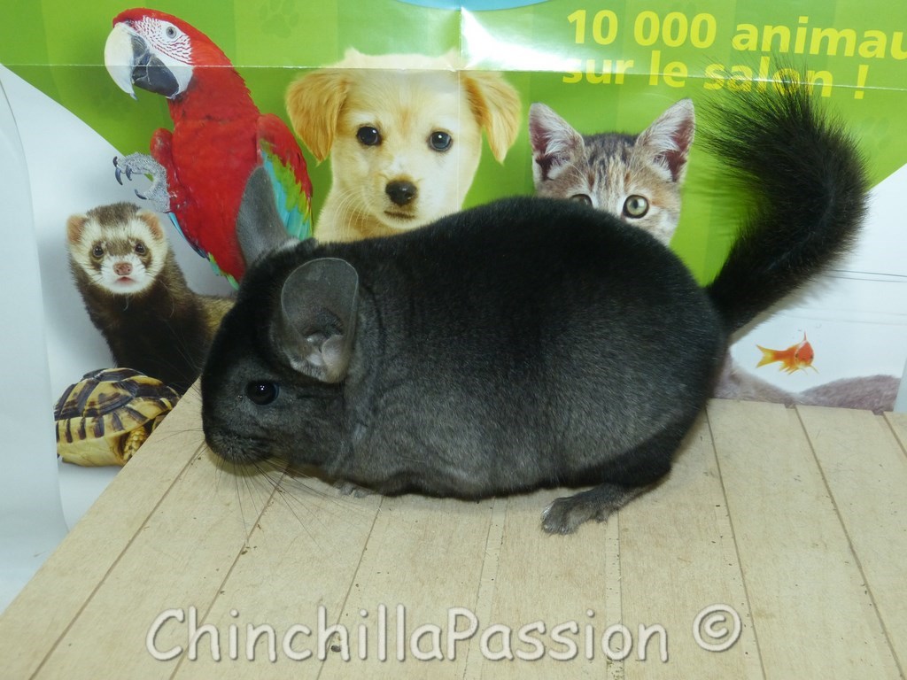 Chinchilla Ebony dark