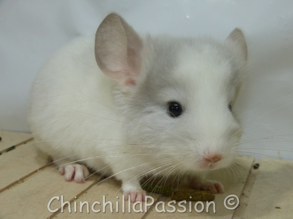 Chinchilla Wilson-Violet