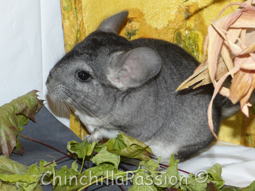 Chinchilla standard